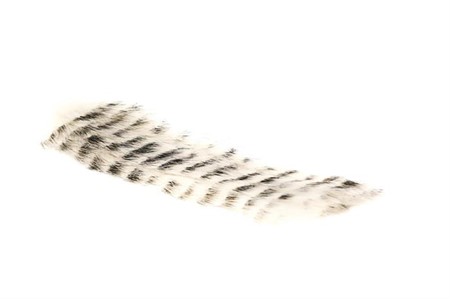 Rabbit Zonkers White Tiger