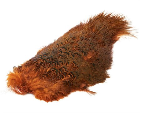 Ringneck Rump Patch Orange