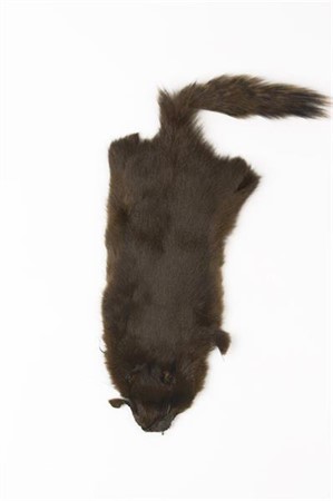 Pine Squirrel Skin Brown