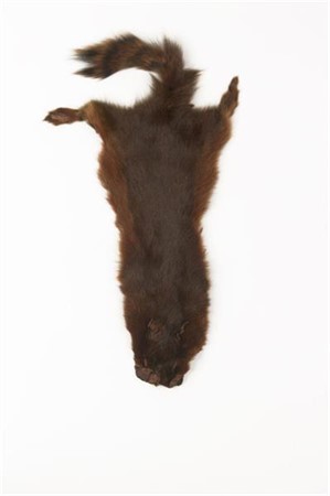 Pine Squirrel Skin Rust