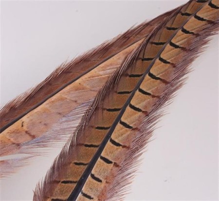 Fasantupp Mittre Stjärtfjäder